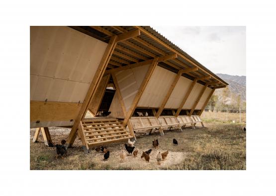 a group of chickens outside of a building